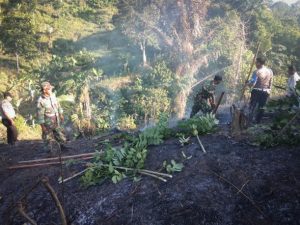 Lahan Jagung di Peurelak Terbakar