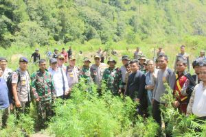 Kapolda Aceh Cabut Ganja di Gayo Lues