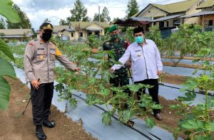 Polres Gayo Lues Kembangkan Kebun Anggur dan Tin Pengganti Ganja