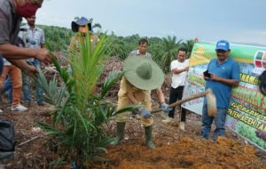 Bupati Atam Tanam Perdana Peremajaan Sawit Rakyat di Kaloy