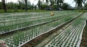 Tamiang Budidayakan Bawang Merah 30 Hektar