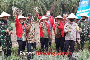 Warsito Mampu Hasilkan ½ Ton Bawang Merah/Rante