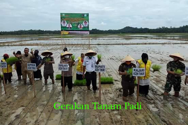 Aceh Timur Targetkan Produksi 1,7 Juta Ton Padi