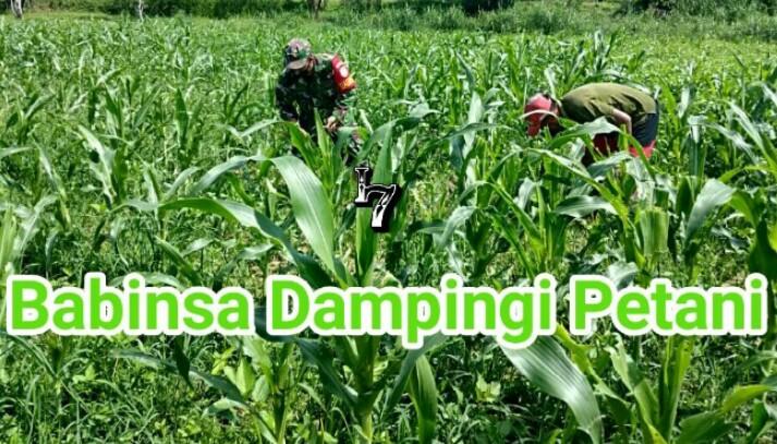 Sukseskan Swasembada Pangan, Babinsa Diharap Dampingi Petani