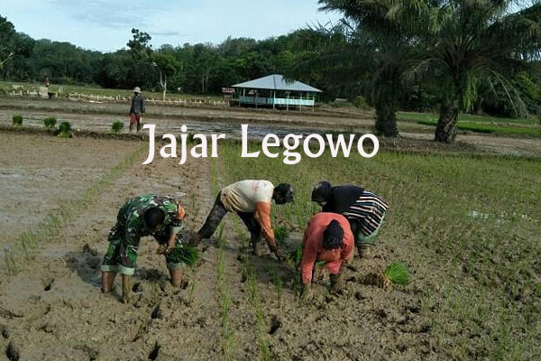 Babinsa Motivasi Petani Metode Jajar Legowo