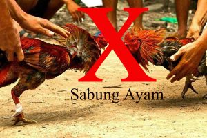 Lima Lelaki Penyabung Ayam Terciduk