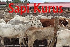 FAKTA Desak Polda Aceh Tegakkan Hukum Kasus Sapi Kurus