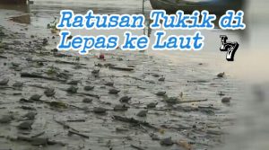 Ratusan Tukik dilepasliar ke Laut