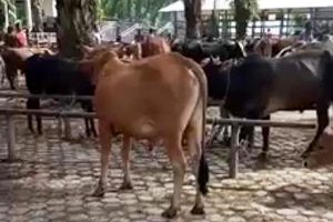 Bupati Aceh Tamiang Serahkan Sapi Kurban