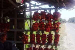 Rezeki Musiman dari si Manis dan Berbulu