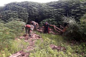 Babinsa Jambo Rambong Dampingi Petani Wujudkan Hanpangan