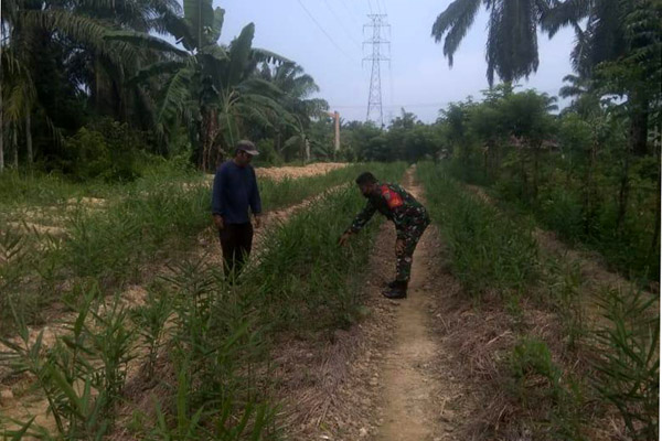 Babinsa Benteng Anyer, Bantu Petani Merawat Tanaman Jahe