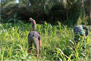 Lahan Kosong Sijudo di Tanami Jagung