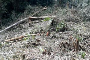 Marak Pembalakan Liar Hutan Lindung Bener Meriah, KPH Wilayah III Dinilai Lalai