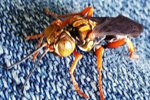 Saat Kau Rebah di Paha ku