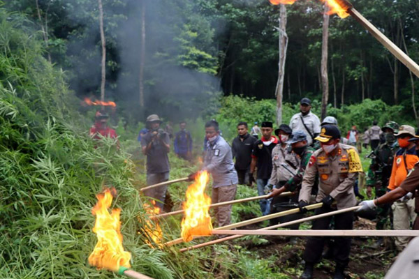 Lagi..lagi.. Polda Aceh Musnahkan Ganja Produksi Lamteuba