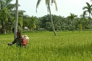 Babinsa Manyad Payed Perang Lawan Predator