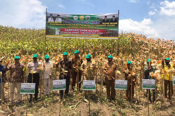 Panen Jagung di Desa Tangguh Covid-19