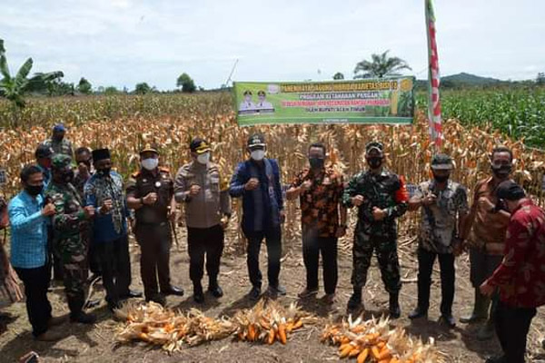 Aceh Timur Panen Jagung Hibrida di Lahan 50 Hektar