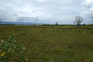 Meski Dilintasi Irigasi, 300 Ha Sawah di Delapan Gampong di Seulimum tak Teraliri