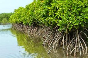 Mangrove dan Manusia dalam Kacamata Antropologi Ekologi (Kasus di Desa Bukit Selamat, Kecamatan Besitang, Langkat)