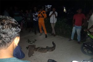 Warga Kampung Durian Tangkap Buaya Rawa