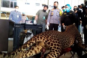 Polresta Banda Aceh Amankan Satwa Langka yang Diawetkan dari Rumah Bandar Narkoba