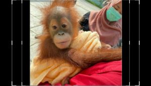 Polda Aceh ungkap Penjualan Orangutan