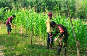 Petani Resah, Hama Babi Rusak Tanaman