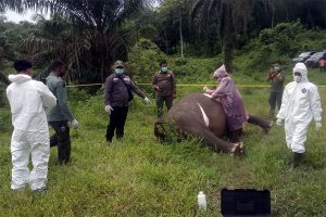 Gajah Sumatera Mati Dipenggal OTK di Aceh Timur