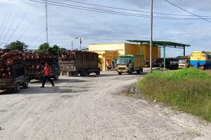 Harga TBS Kelapa Sawit di Aceh Singkil Tembus Rp2.145 Perkilogram
