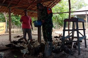 Mawardi Sukses Budidaya Bebek Petelur