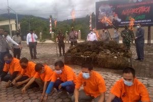 Polres Gayo Lues Musnahkan 305 Kg Ganja