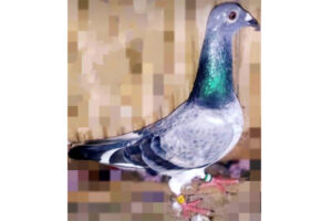 Fantastik… Merpati ini Miliki Kecepatan 695 km/jam