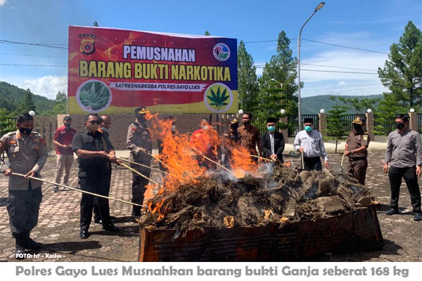 Polres Gayo Lues Musnahkan Ganja Senilai 158 Juta