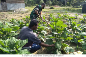Babinsa Dampingi Petani Rawat Tanaman Terong