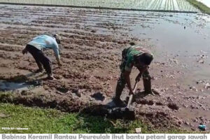 Masuk Musim Tanam, Babinsa Ikut Garap Sawah