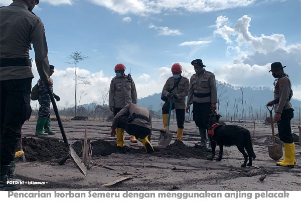 Hingga Hari ke 5, Semeru Telah Telan Korban Jiwa 43 Orang