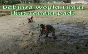 Babinsa Woyla Timur Bantu Petani Tandur