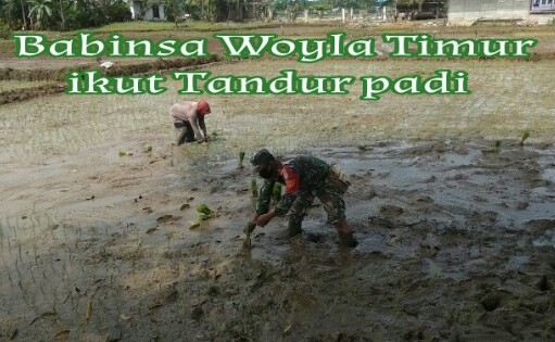 Isi Hari Libur, Babinsa Woyla Timur Bantu Petani Tandur