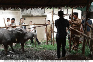 Pemkab Aceh Barat Salurkan Hewan Ternak