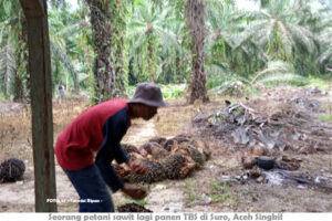 Harga TBS Kembali Naik Jadi Rp2.500/Kg