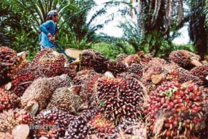 TBS Sawit Anjlok Ditingkat Petani Rp1.300/Kg