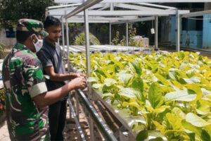 Metode Tanam Hidroponik Tingkatkan Perekonomian