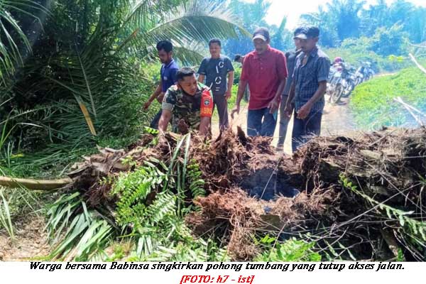 Tutup Jalan, Pohon Tumbang Berhasil Disingkirkan