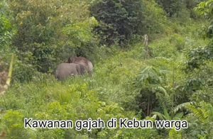Puluhan Gajah Liar Invasi Perkebunan Warga