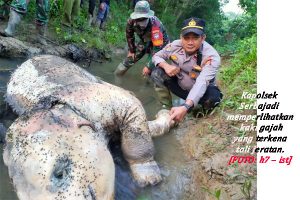 Gajah Ditemukan Mati di Pedalaman Peunaron