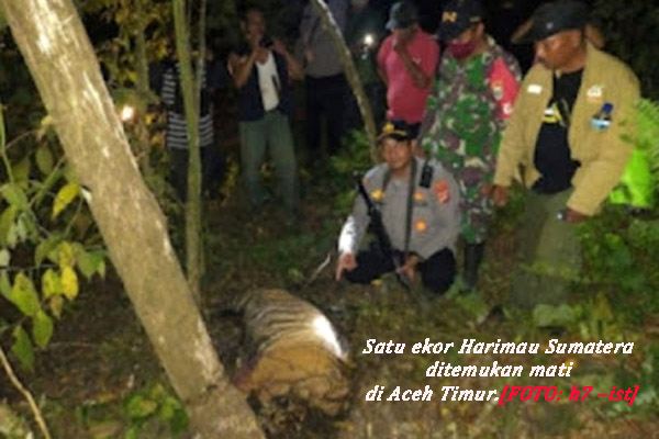 Seekor Lagi Harimau Sumatera Ditemukan Mati