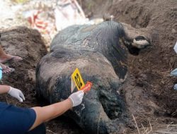 Gajah Mati Tanpa Gading di Aceh Tenggara