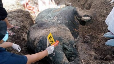 Gajah Mati Tanpa Gading di Aceh Tenggara